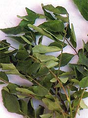 Image of Curry Leaves