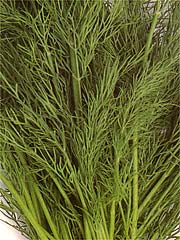 Image of Dill