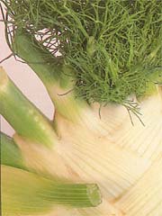 Image of  Fennel