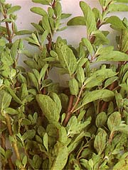 Image of  Marjoram