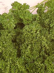 Image of Coriander